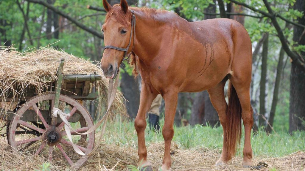 The 7 Step Estate Plan (Video) 8 7 step estate planning system video